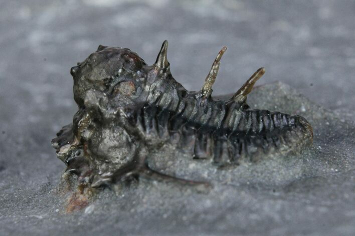 Rare, Proetid (Otarionella) Trilobite - Jebel Oudriss, Morocco #254082